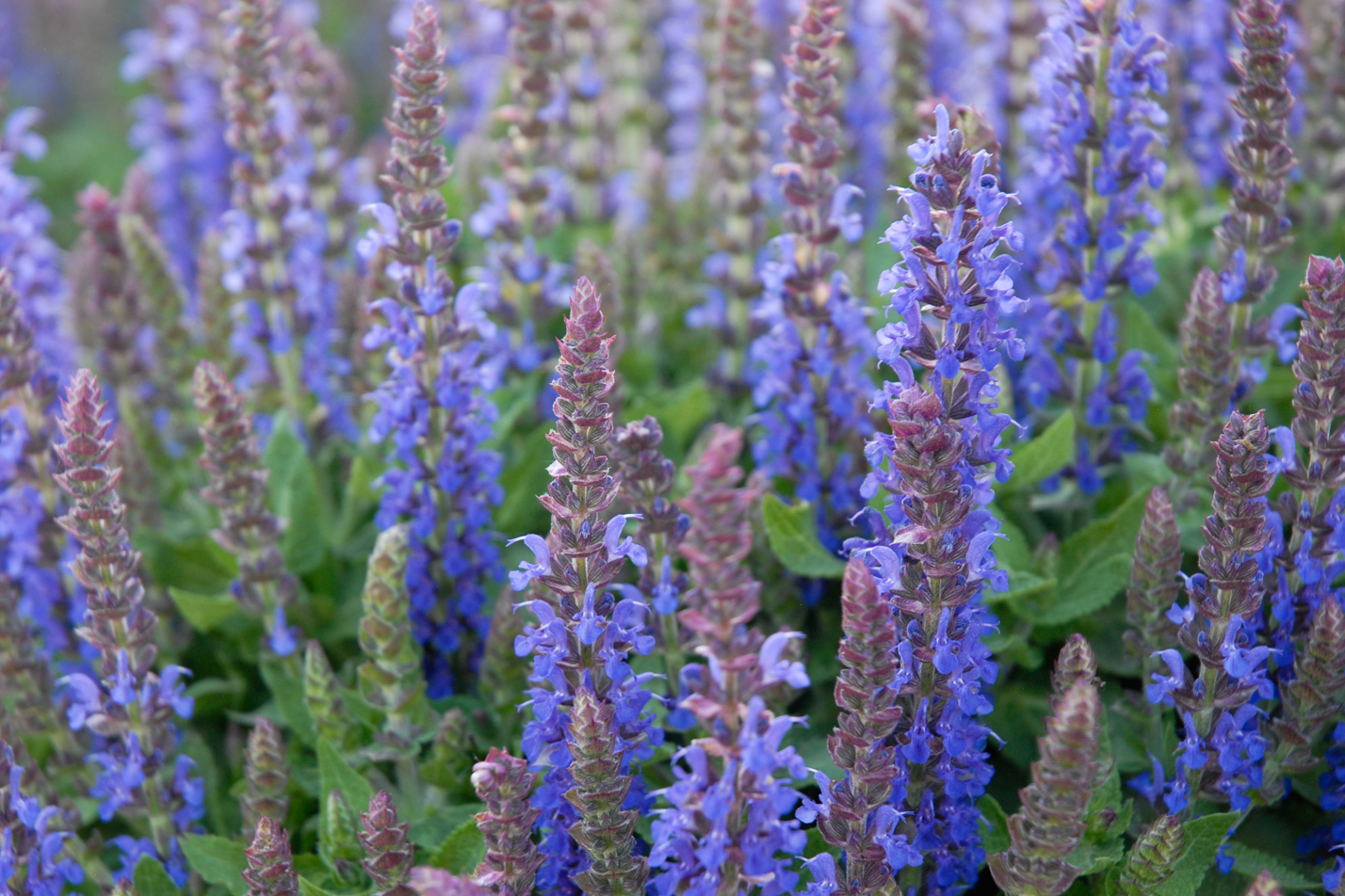 Sensation Deep Blue Sage